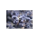 Olio essenziale di lavanda - la Saponaria
